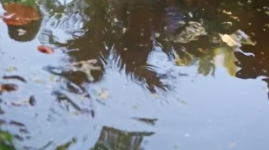 Yakından bakınca, küçük bir su kaplumbağasının yeşil el yapımı gölette yüzdüğünü görüyoruz.