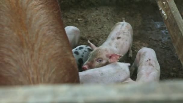 Vue de dessus gros plan sur de nombreux petits cochons sucer le lait maternel de grande truie brune poilue — Video