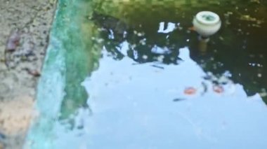 El yapımı yeşil gölette yüzen birçok su kaplumbağasına odaklanıyoruz.