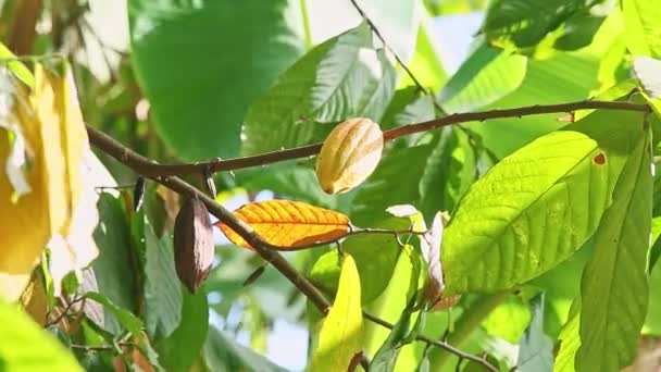 Vento closeup treme ramos com folhas verdes e frutos de cacau maduros — Vídeo de Stock