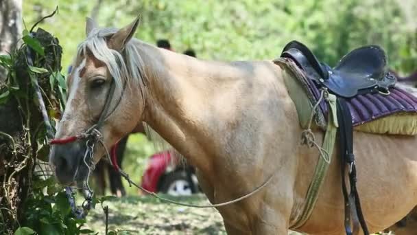 Detailní béžový kůň s bílou hřívou odpočívající v tropickém lese stínu — Stock video