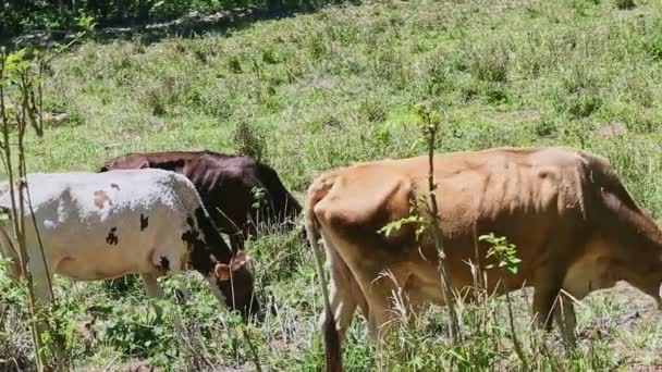 Панорама крупным планом на домашних дойных коровах едят свежую траву на летнем зеленом поле — стоковое видео
