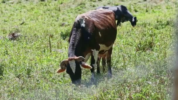 Deux grandes vaches laitières domestiques différentes mangent de l'herbe fraîche au pâturage vert d'été — Video