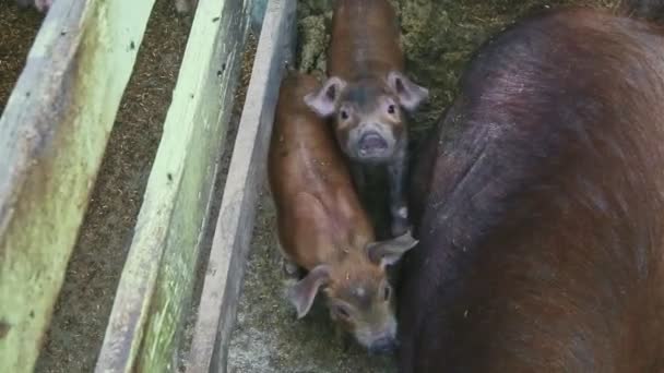 Primo piano vista dall'alto due piccoli maialini e una grande scrofa pelosa marrone guardando la fotocamera — Video Stock