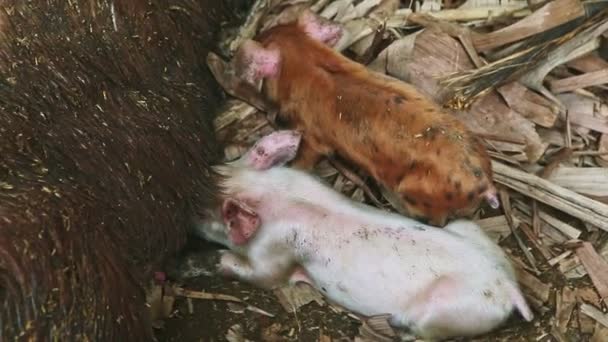 Vista superior primer plano dos cerditos beben leche materna de la sucia cerda dormida — Vídeos de Stock