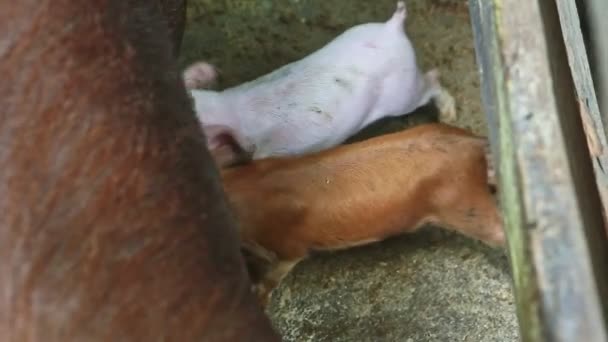 Top view closeup σε δύο μικρά χοιρίδια πιπιλίζουν μητρικό γάλα από τριχωτό καφέ γουρούνι — Αρχείο Βίντεο