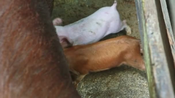 Top view closeup at two little piglets suck mother milk from hairy brown sow — Stock Footage Top view closeup at two little piglets suck mother milk from hairy brown sow Stock Footage