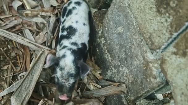 Nahaufnahme kleine gefleckte Schweinchen suchen auf dem Boden mit trockenen Palmblättern nach Nahrung — Stockvideo