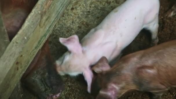 Vue de dessus gros plan de nombreux petits porcelets domestiques mangent de la nourriture provenant du plancher du enclos des porcs — Video