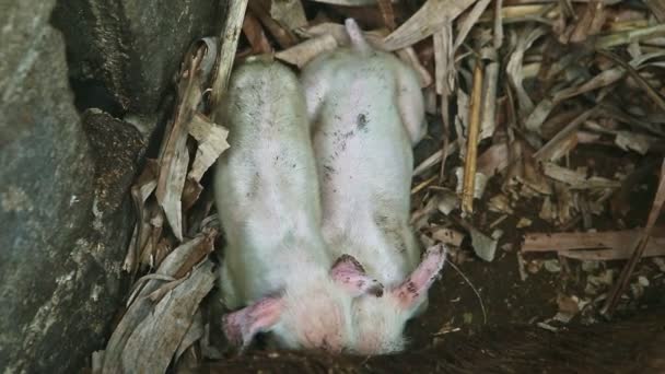 Nahaufnahme kleine weiße Ferkel saugen Milch von großen Sauen auf der Koppel — Stockvideo