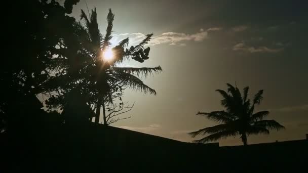 Close-up sterke wind schudt kokosnoot palmblad silhouetten met fel zonlicht — Stockvideo