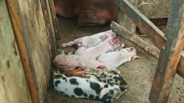 Primo piano piccoli maialini diversi che dormono insieme accanto alla scrofa marrone — Video Stock