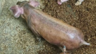 Küçük kahverengi domuzcuklardaki üst manzara kuru zeminde yiyecek arıyor.