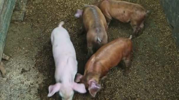 Top view at many small domestic piglets search for food on pig paddock floor — стоковое видео