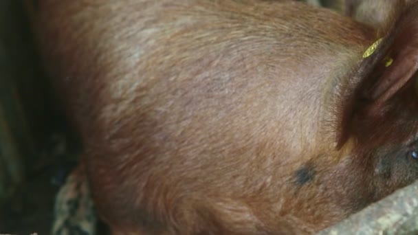 Widok z góry zbliżenie duży brązowy świnia pysk patrzy na aparat fotograficzny za drewnianym ogrodzeniem — Wideo stockowe