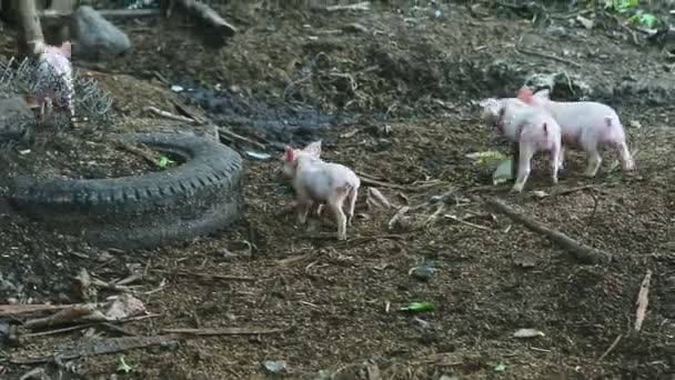 Panorama auf viele kleine Ferkel, die vor der rustikalen Schweinemastanlage laufen — Stockvideo