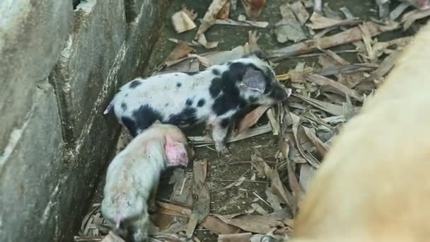 Top view at small domestic piglets play together next to large hairy sow — Stock Video