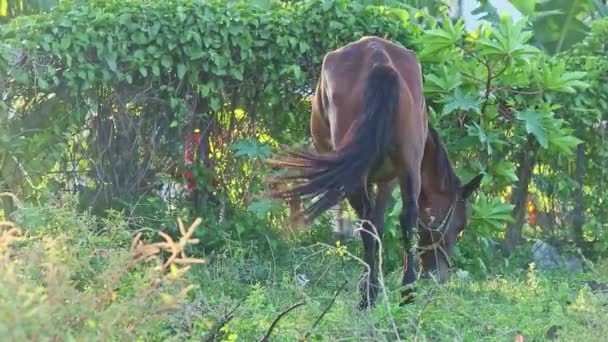 cheval de ferme domestique brun attaché mange de l'herbe dans l'ombre du jardin tropical 