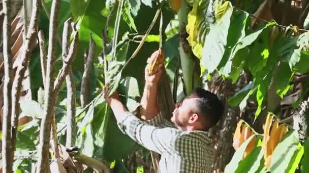 Primer plano joven de piel oscura hombre rasga una fruta de cacao amarillo maduro de banch — Vídeos de Stock
