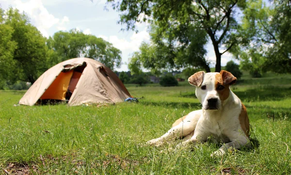 Pies, leżąc na trawie w pobliżu namiotów. Tle drzewa. — Zdjęcie stockowe