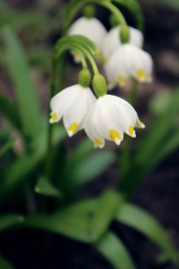 Alp kardelen - orman bahar çiçekleri, arka plan bulanık