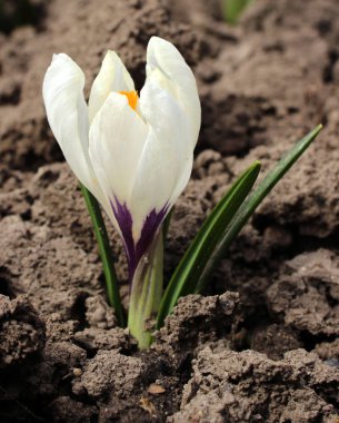 Bahar çiçekleri - beyaz crocus Bahçe, arka planda