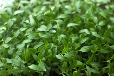 Fide, büyüyen, arka plan küçük biber fideleri