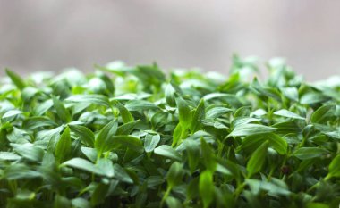 Fide, büyüyen, arka plan küçük biber fideleri