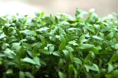 Fide, büyüyen, arka plan küçük biber fideleri