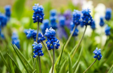 Üzüm sümbül, muscari - bahçede bahar çiçek çiçeklenme,