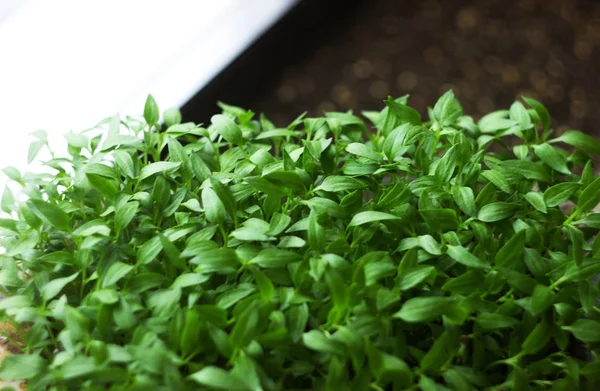 Zaailing, kleine paprika zaailingen groeien, achtergrond — Stockfoto