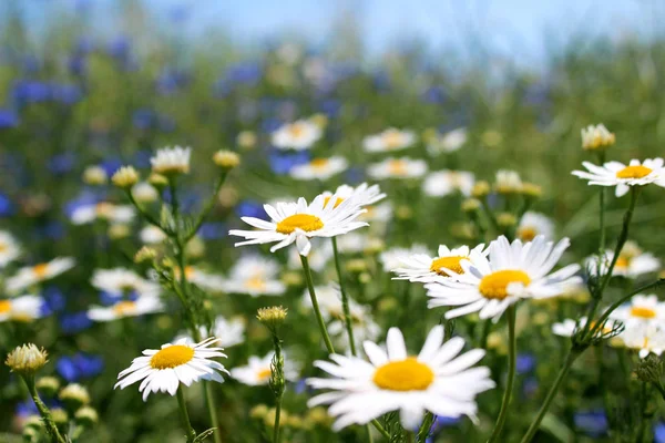 Gänseblümchen, viele verschwommene Blumen auf dem Feld, Kamille und Co — Stockfoto