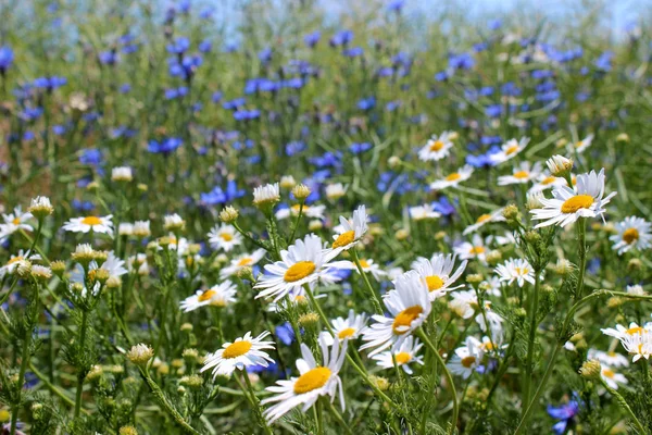 Gänseblümchen, viele verschwommene Blumen auf dem Feld, Kamille und Co — Stockfoto