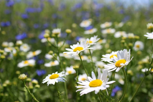 Gänseblümchen, viele verschwommene Blumen auf dem Feld, Kamille und Co — Stockfoto