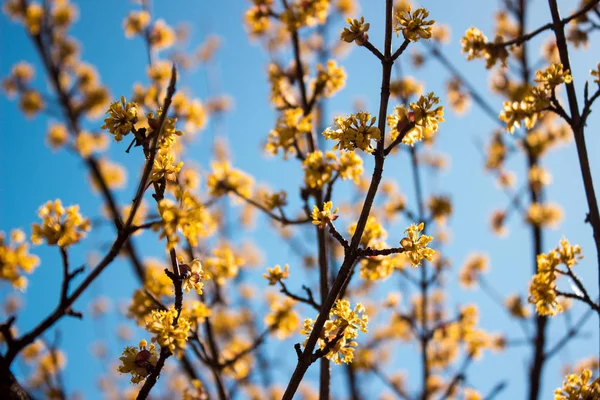 Kvetoucí dřín jarní den za jasného počasí — Stock fotografie