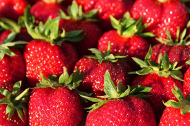 Çilek arka plan. Bir sürü kırmızı meyveler. Bahar meyve