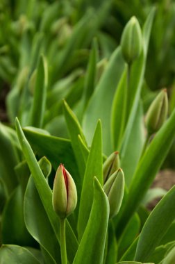 Yeşil tomurcukları laleler, Lale, bulanık backg bahar çiçekli çalılar
