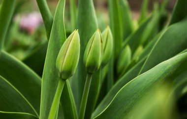 Yeşil tomurcukları laleler, Lale, bulanık backg bahar çiçekli çalılar