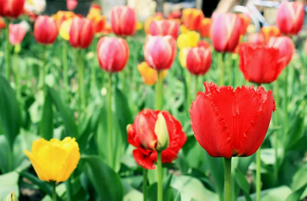 Flerfärgad tulpaner i trädgården - ljusa och färgglada våren — Stockfoto
