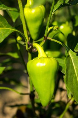 Bulgar biber bahçede büyüyen. Sebze, dolmalık biber