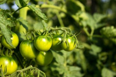 Bahçede domates. Bush üzerinde büyüyen yeşil domates planı