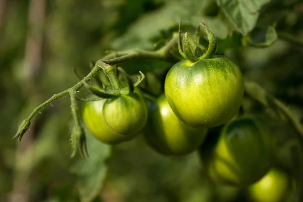 Помидоры в саду. Зеленые помидоры, растущие на кустах, план — стоковое фото
