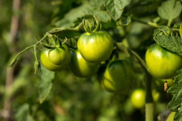 Tomater i trädgården. Gröna tomater växer på busken och planera — Stockfoto