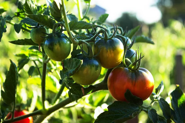Красные и зеленые помидоры ростут на ветке в кустах. Спелые томы — стоковое фото
