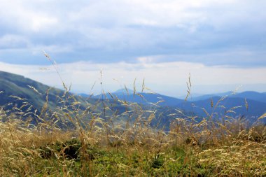 Yüksek otların arasında dağlarda yaz güneşli gün