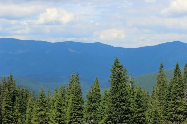 Mavi sırtlar ve ağaçlar yaz aylarında dağların