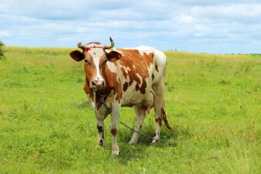 Mera inek. Bir arka plan üzerinde çim üzerinde inek duran