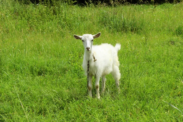 White goat grazing in the field. Little goat on the chain. — Stock Photo, Image