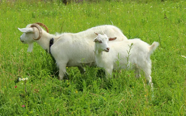 Pâturage de chèvres blanches dans le champ. Petite chèvre sur la chaîne.Mère — Photo