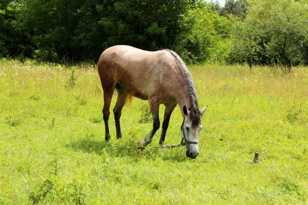 Un caballo en el pasto. Un caballo marrón de pie sobre una hierba en una b — Foto de Stock